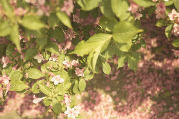 flower in jeju island park