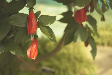 flower in jeju island park