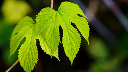 hop leaves. Humulus. green leaves of a climbing plant. natural autumn background, leaves close up. light, bright hop leaves. space for text. macro photo