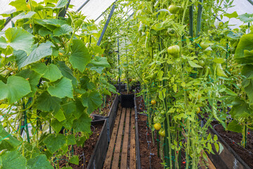 Beautiful view of  interior of a greenhouse with green tomatoes and cucumbers. Sweden.