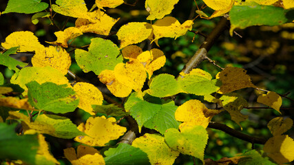 background with green and yellow autumn leaves. close-up, green, yellow leaves on a tree in the rays of the autumn sun. In the park on a sunny day. Beauty Fall Season Nature Scene.