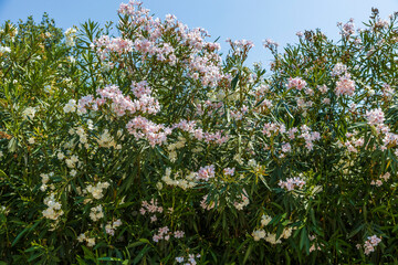 Beautiful nature view of flowering plants. Greece.