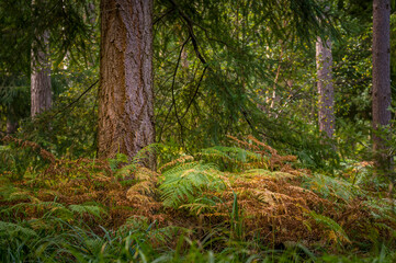 Obraz premium Fern flowers in an autumn forest in England