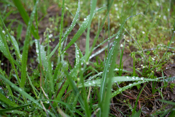 plant in garden