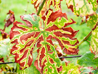 Phytoplasma, virus and virus like diseases in vines plants. Leaves affected