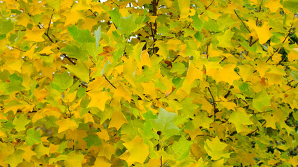 background with green and yellow autumn leaves. close-up, green-yellow leaves on a tree in the rays of the autumn sun. In the park on a sunny day. autumn theme, beautiful season
