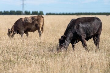 Mustering and herding cows on a station in summer, in Australia. 