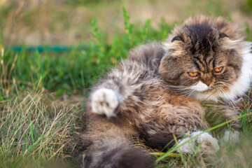 Naklejka na ściany i meble Feline hairiness and tenderness is represented by incredibly soft and fluffy fur on the belly and tail of a lop-eared cat, turned upside down on pliable autumn grass. Narrow focus.
