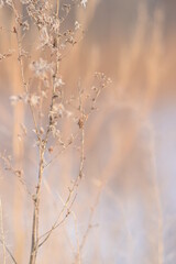 A selective focus shot plants against a blurry background, background for a holiday card