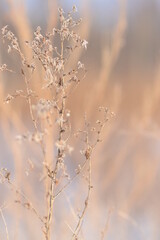 A selective focus shot plants against a blurry background, background for a holiday card