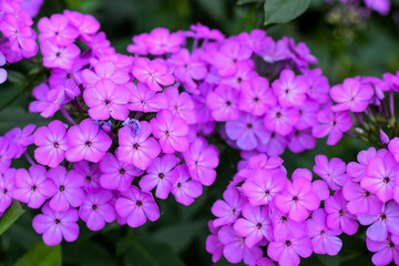 Beautiful floral background of nature. For easter and spring greeting cards. the flowers are purple and pink. Background for photographs. Spring theme Flowering.