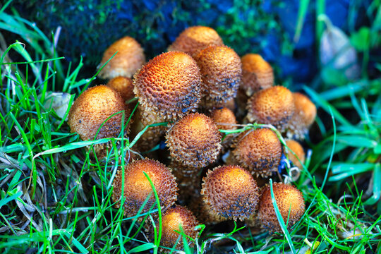 A Cluster of Inocybaceae Fungi growing under a Tree in the Yorkshire Dales National Park, England, UK.