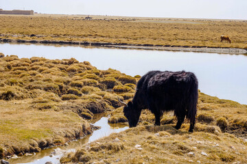 The black Tibetan yak in the wetland of the snowy mountain is drinking water next to Obao,  plateau beauty