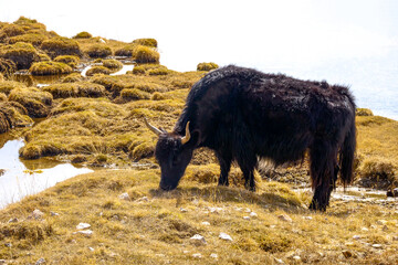 The black Tibetan yak in the wetland of the snowy mountain is drinking water next to Obao,  plateau beauty