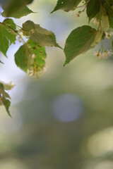 A selective focus shot plants against a blurry background, background for a holiday card