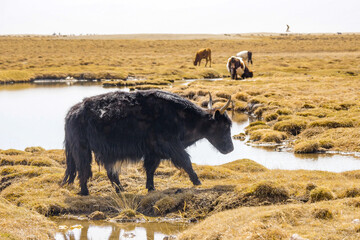 The black Tibetan yak in the wetland of the snowy mountain is drinking water next to Obao,  plateau beauty