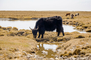 The black Tibetan yak in the wetland of the snowy mountain is drinking water next to Obao,  plateau beauty