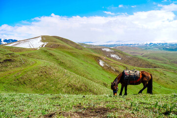 Snow mountain grassland horse herd cattle herd