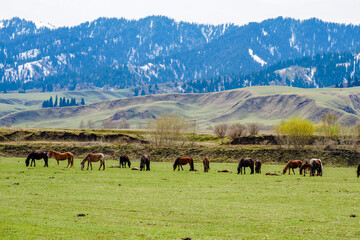 Snow mountain grassland horse herd cattle herd