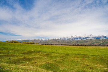 Obraz premium Green snow mountain grassland in spring, Cattle and sheep grazing
