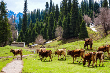 Green snow mountain grassland in spring, Cattle and sheep grazing