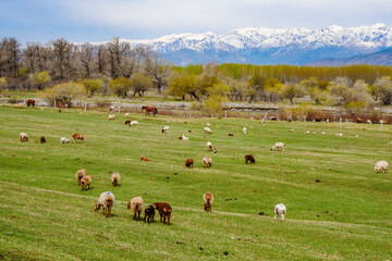 Fototapeta premium Green snow mountain grassland in spring, Cattle and sheep grazing