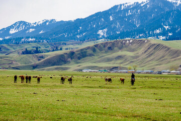 Green snow mountain grassland in spring, Cattle and sheep grazing