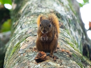  squirrel eating acorn on tree