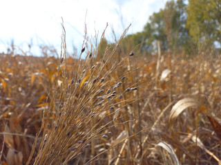 Sorghum plantation in the field, seed pod in autmn