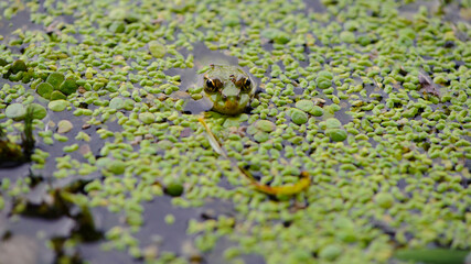 Marsh frog, frog eyes, Pelophylax ridibundus, in nature habitat. Wildlife scene from nature, green animal in water. Beautiful frog in dirty water in a swamp. amphibian close-up