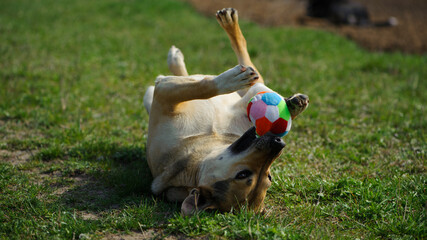 Fototapeta premium big dog with a ball. Dog lying on the grass. red-haired a large dog holds a ball in his mouth, lying on the green grass. playful animal. a pet. close-up. the dog lies on its back, side view