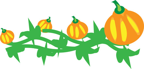 pumpkin plant