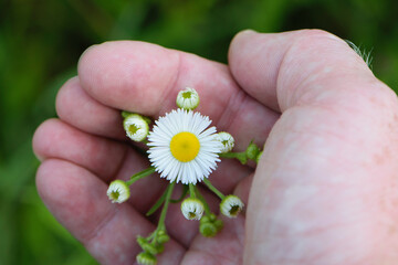 small field daisies in a man's hand. Man's palm with chamomiles on sunny summer day. Collecting pharmacy chamomile for chamomile tea. Medicinal plant in the hand. Closeup
