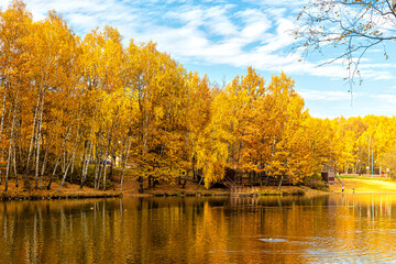 Birch trees with yellow autumn foliage on the shore of a pond in a city park
