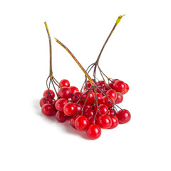Bright red clusters of mountain ash on white