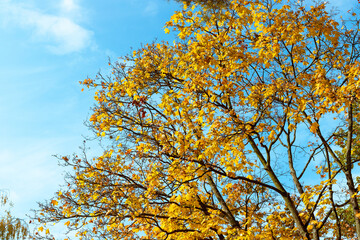 Maple with yellow autumn leaves against the blue sky