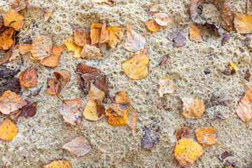 Sand with yellow autumn foliage and drops of past rain