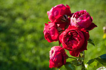 Selective shot of red eden climbing roses