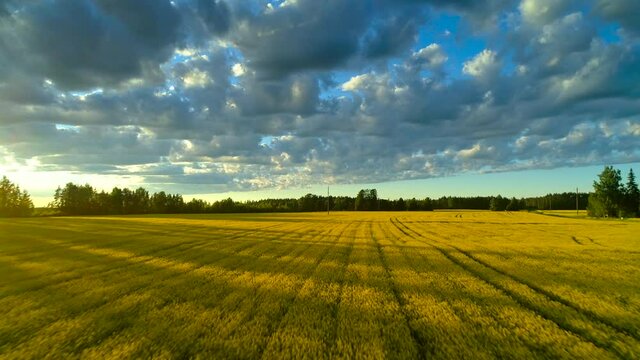 Beautiful idyllic nature, aerial drone forward motion view on rural countryside landscape with blooming canola oilseed yellow field, shining sun clouds blue sky sunset horizon