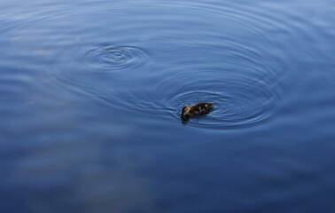 Little duckling is swimming. One duckling is swimming on the blue surface of the water.