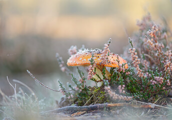 Fliegenpilz (Amanita muscari) im Heidekraut