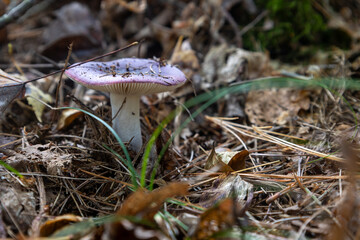 mushrooms in the forest