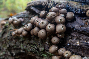 puff ball mushrooms in the woods