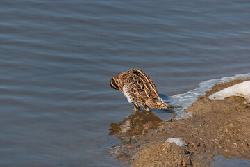Great Snipe (Gallinago media) feeding in the lake