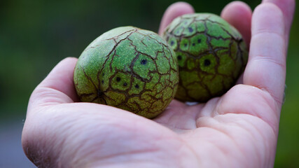 Juglans regia. walnut in hand. two nuts held by a man's hand. in green peel. hard nut, close-up....