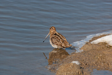 Great Snipe (Gallinago media) feeding in the lake