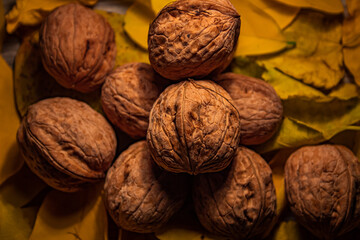 Group of fresh walnuts placed on wood covered by yellow autumn leaves. Moody yellow autumn picture perfectly in focus representing start of autumn. Multiple walnuts. 