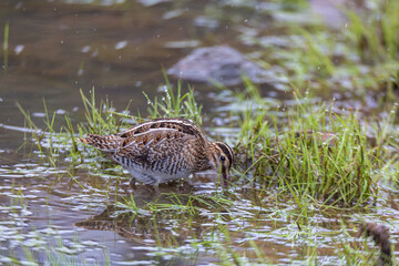 Great Snipe (Gallinago media) feeding in the lake