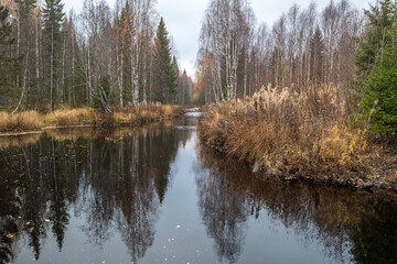 Taiga. River. Autumn. Reflection of trees in the river. Northern river. Northern nature.