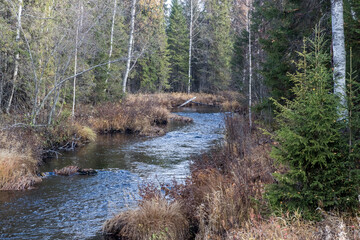 Taiga. River. Autumn. Reflection of trees in the river. Northern river. Northern nature.